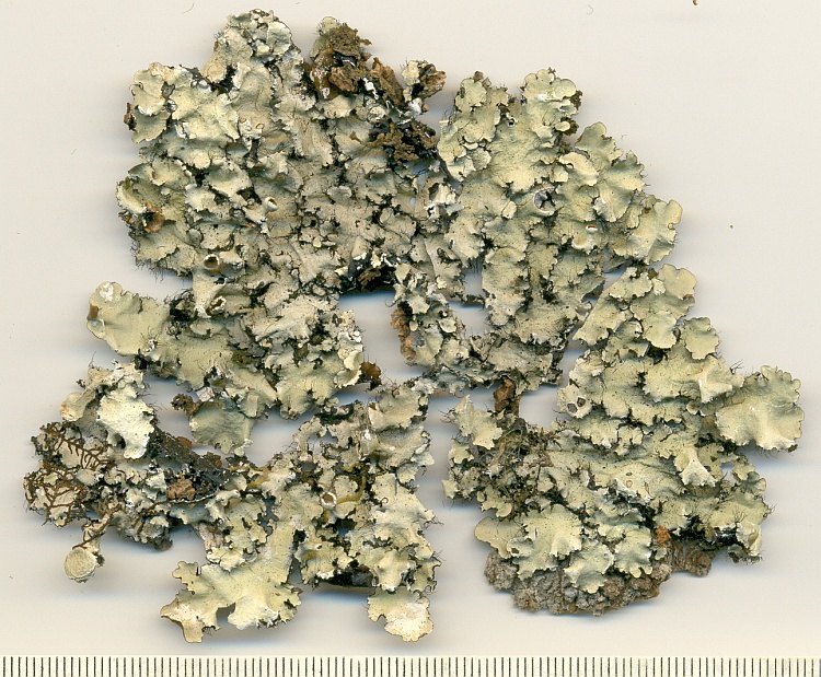 Parmotrema amaniense from Brazil, Paraná, Guaraqueçaba leg. C.G. Donha 1348a (UPCB)